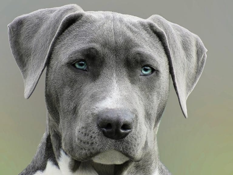 Why Are Onions Bad For Dogs?