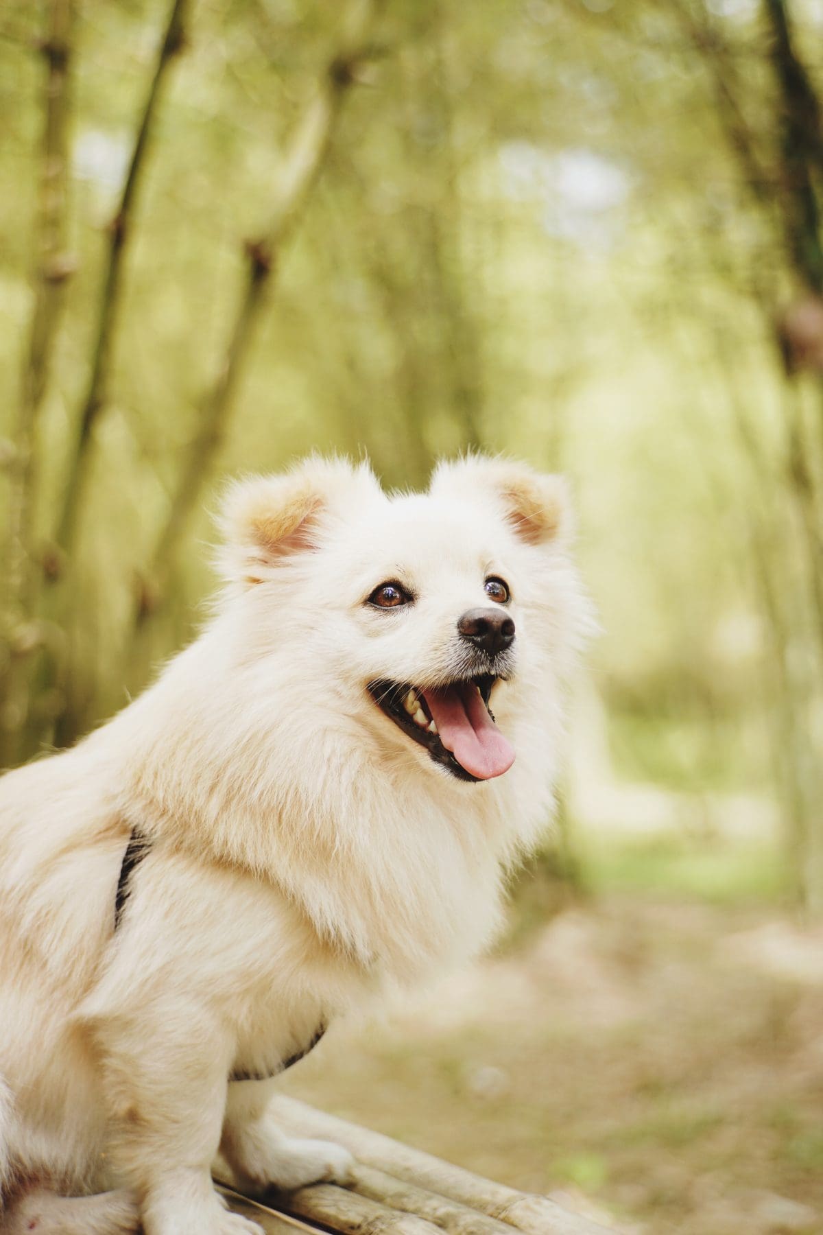 What Is Dapp Vaccine For Dogs What Is Dapp Vaccine For Dogs
