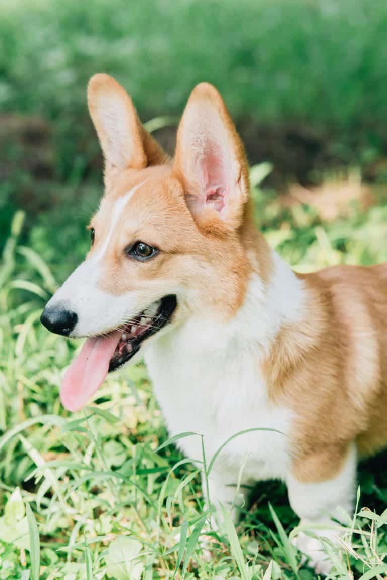 What Dog Breed Lives The Longest?