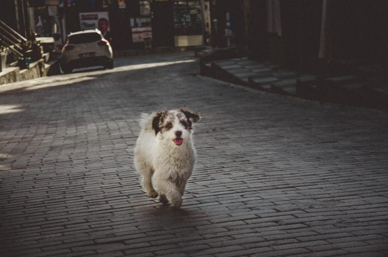 De quoi meurent généralement les Shih Tzus ?