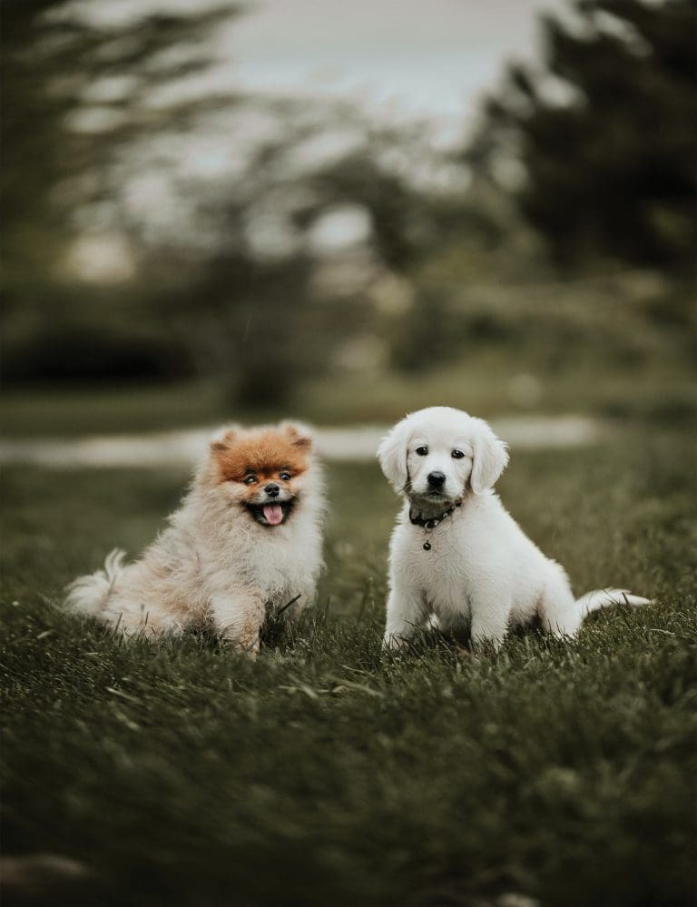 ¿Cómo conseguir un perro?