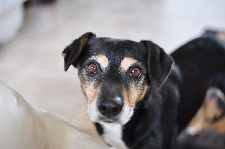 Welche Hunde greifen ihre Besitzer am häufigsten an?