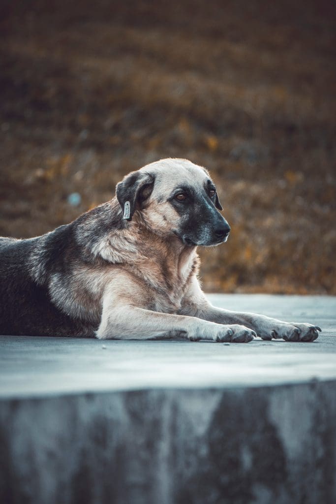 con qué frecuencia debo alimentar a mi cachorro de 10 semanas