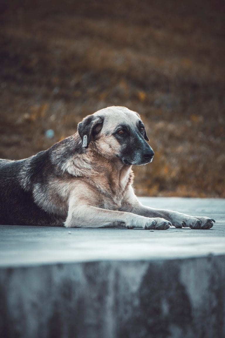 Comment enlever les poils de chien de la voiture ?