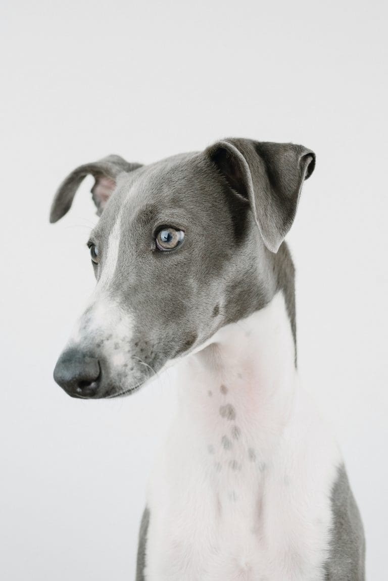 Por que meu cão está urinando sangue?