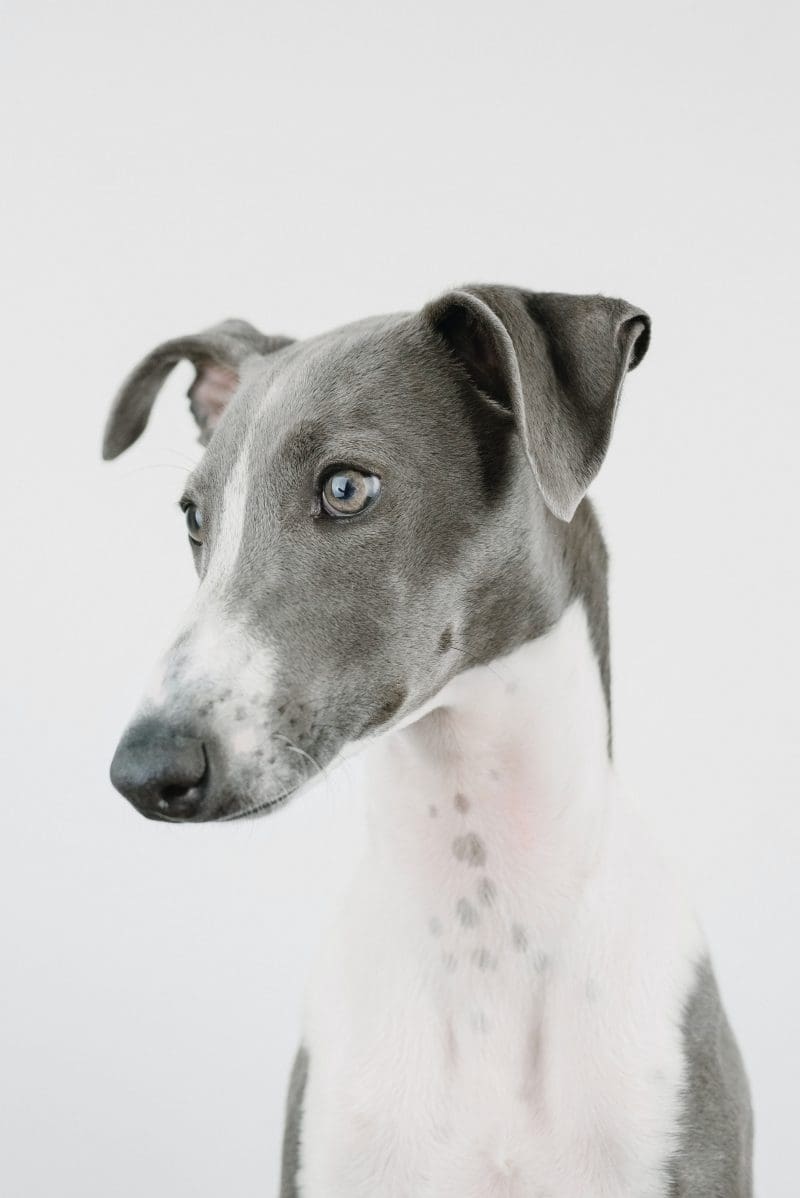 Why Do Dogs Chase Their Tails
