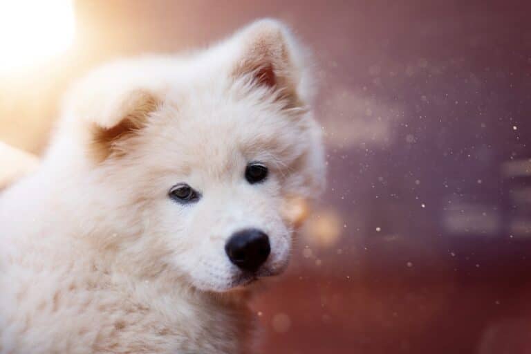 Why Don'T Dogs Live Longer?