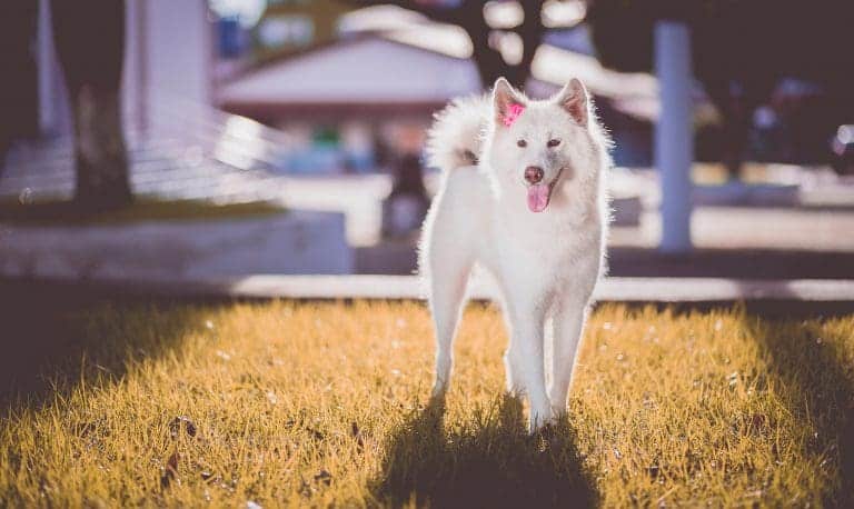 Por que meu cão anda de lado?