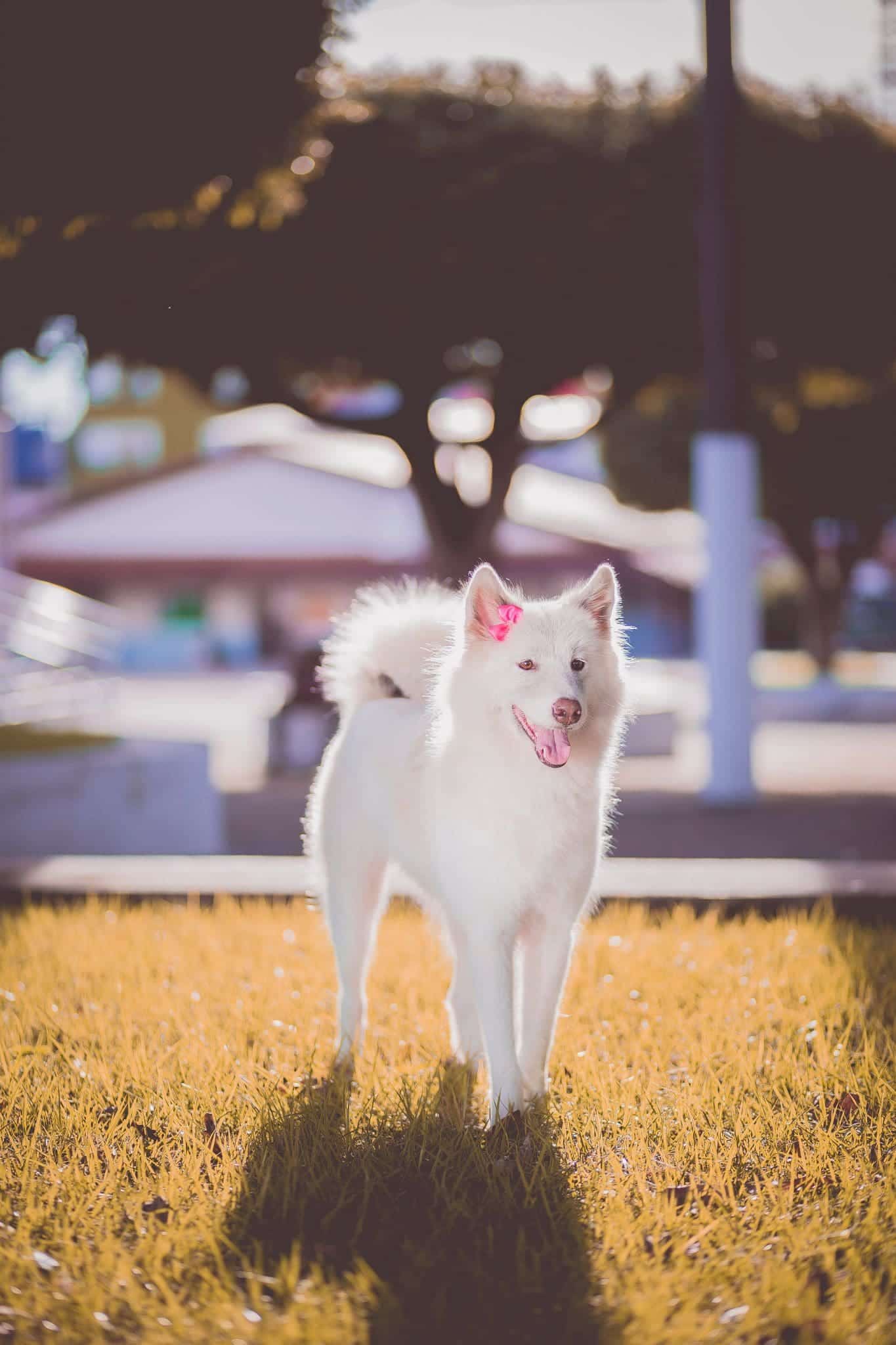 Comment obtenir gratuitement un chien d assistance pour diabétiques