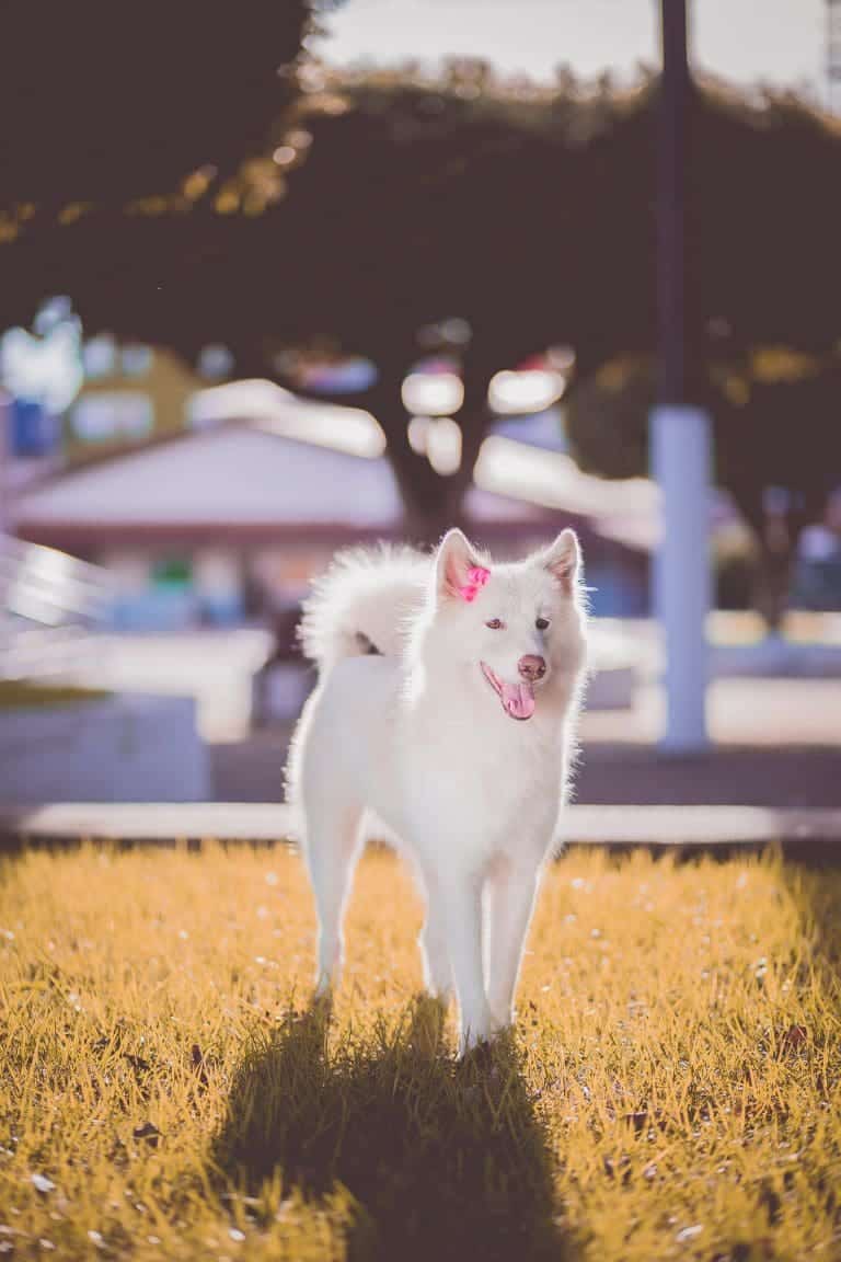 Wann sollte ein Hund mit degenerativer Myelopathie eingeschläfert werden?
