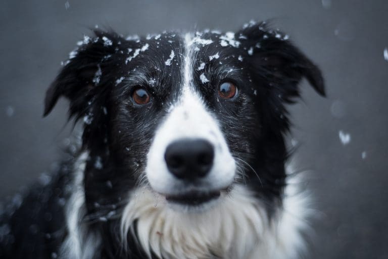 Hund knurrt beim Spielen? Hund knurrt beim Spielen?