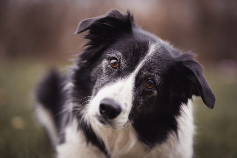 How Many Eggs Can A Dog Eat In A Week?