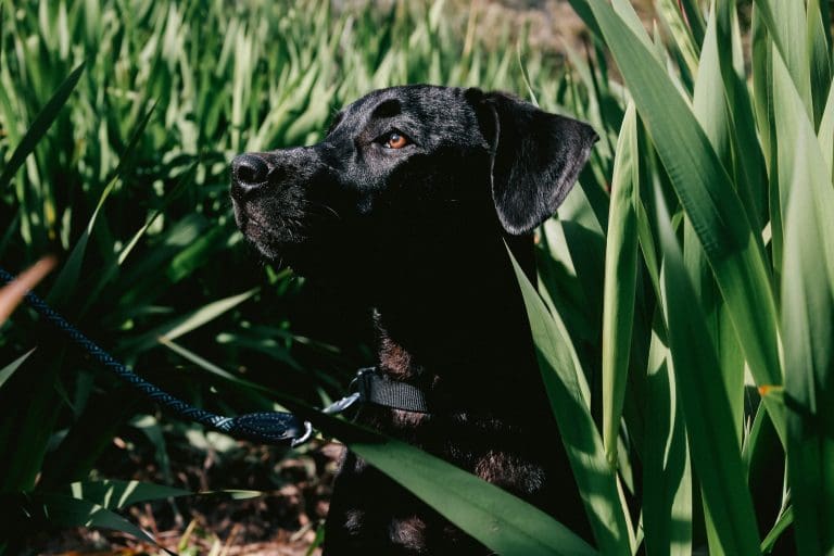 O ato de montar o cão é um sinal de dominância?