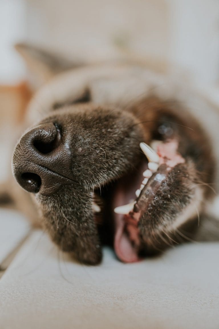 Comment empêcher un chien de se lécher les pattes ?