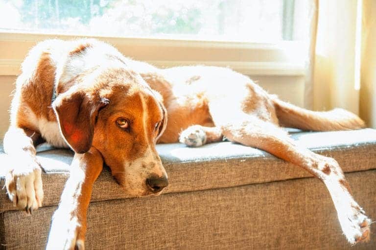 Do Female Dogs Hump When Coming Into Season?