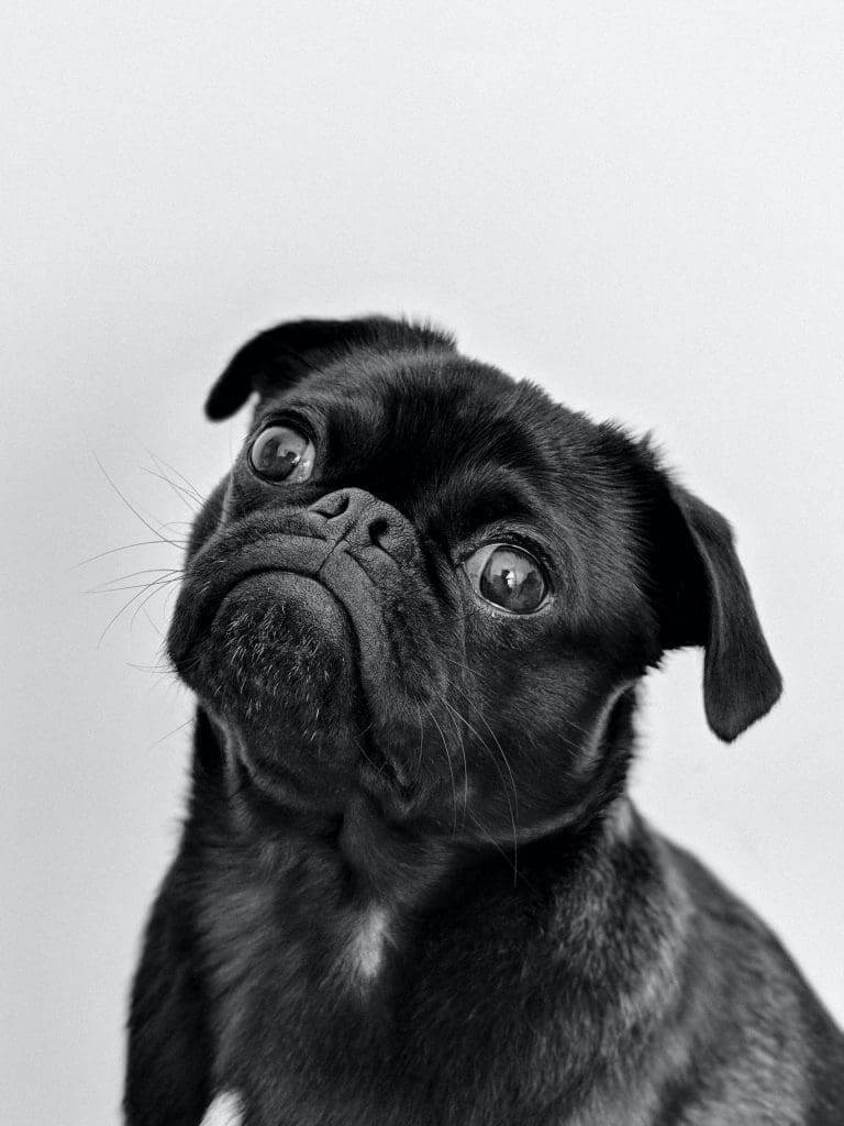 ¿Por qué los Schnauzers son los peores perros?