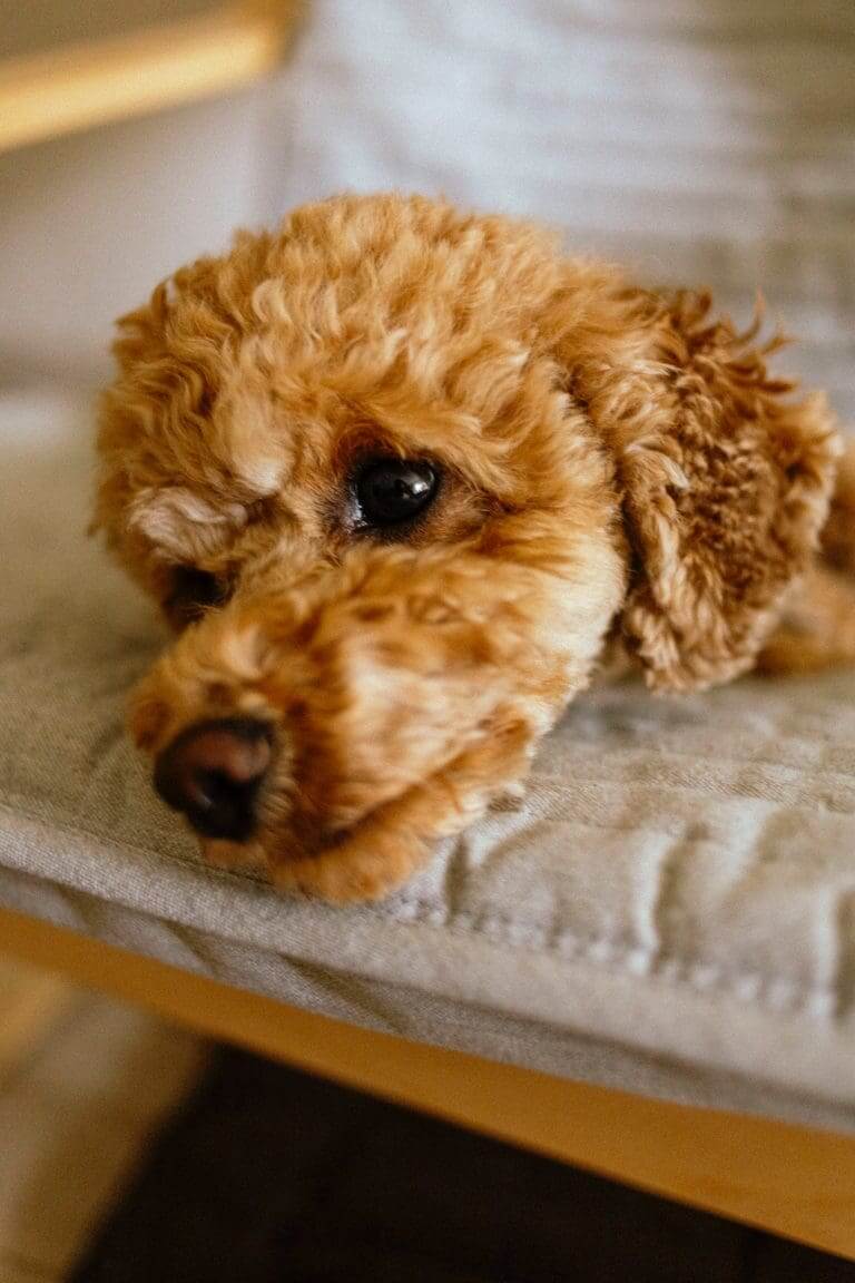 Qual é o QI de um cão?