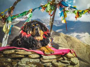 How much is a tibetan mastiff?