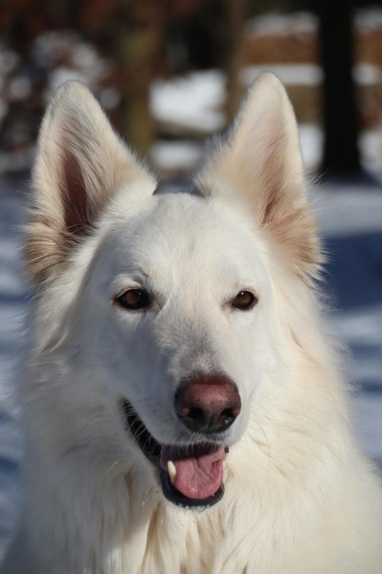 How To Treat Dog Anus Bleeding?