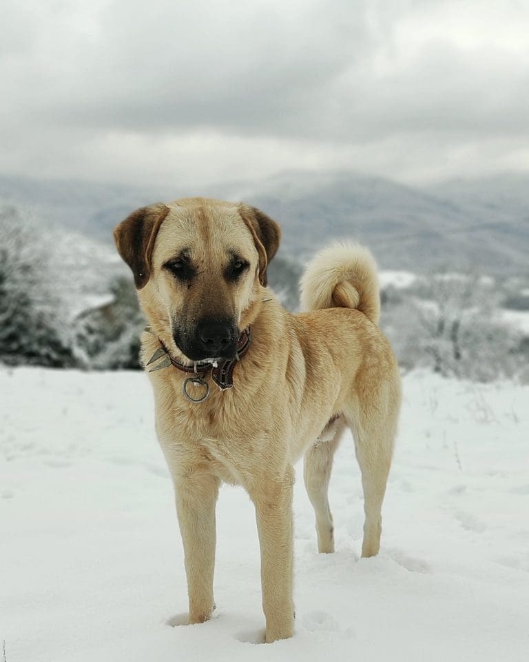 Como obter um cão de apoio emocional?
