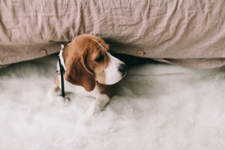 ¿Cuánto ibuprofeno puedo dar a mi perro?