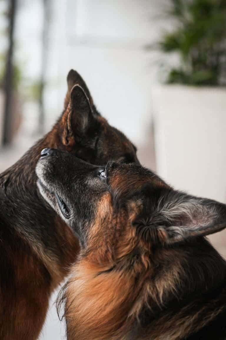 Quelles sont les plantes toxiques pour les chiens ?