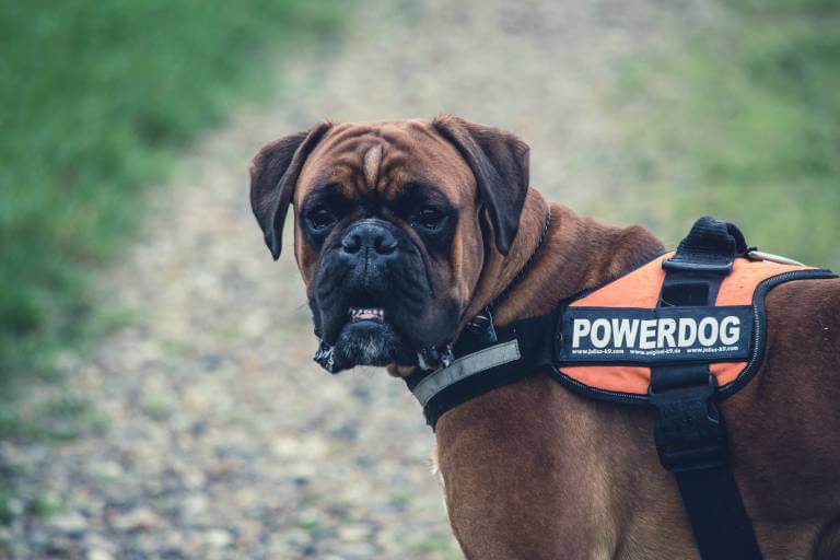 How Do You Say Dog In French?