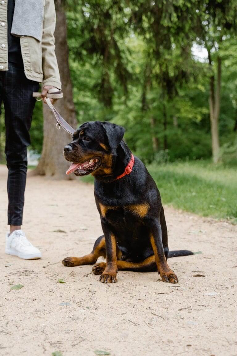 ¿Por qué el cuero crudo es malo para los perros?