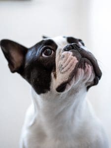 how long do french bulldogs live?