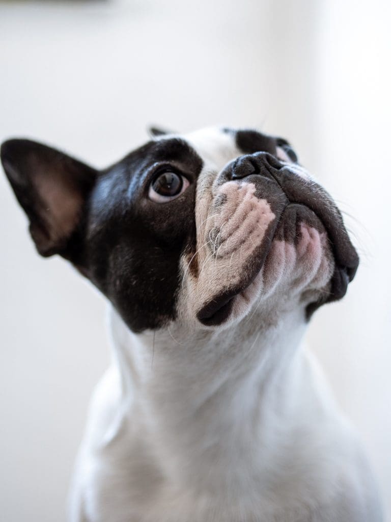 Quelles sont les causes de la faiblesse soudaine des pattes arrière chez les chiens ?