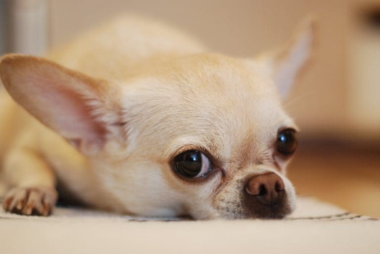 How To Check Dog For Ticks?
