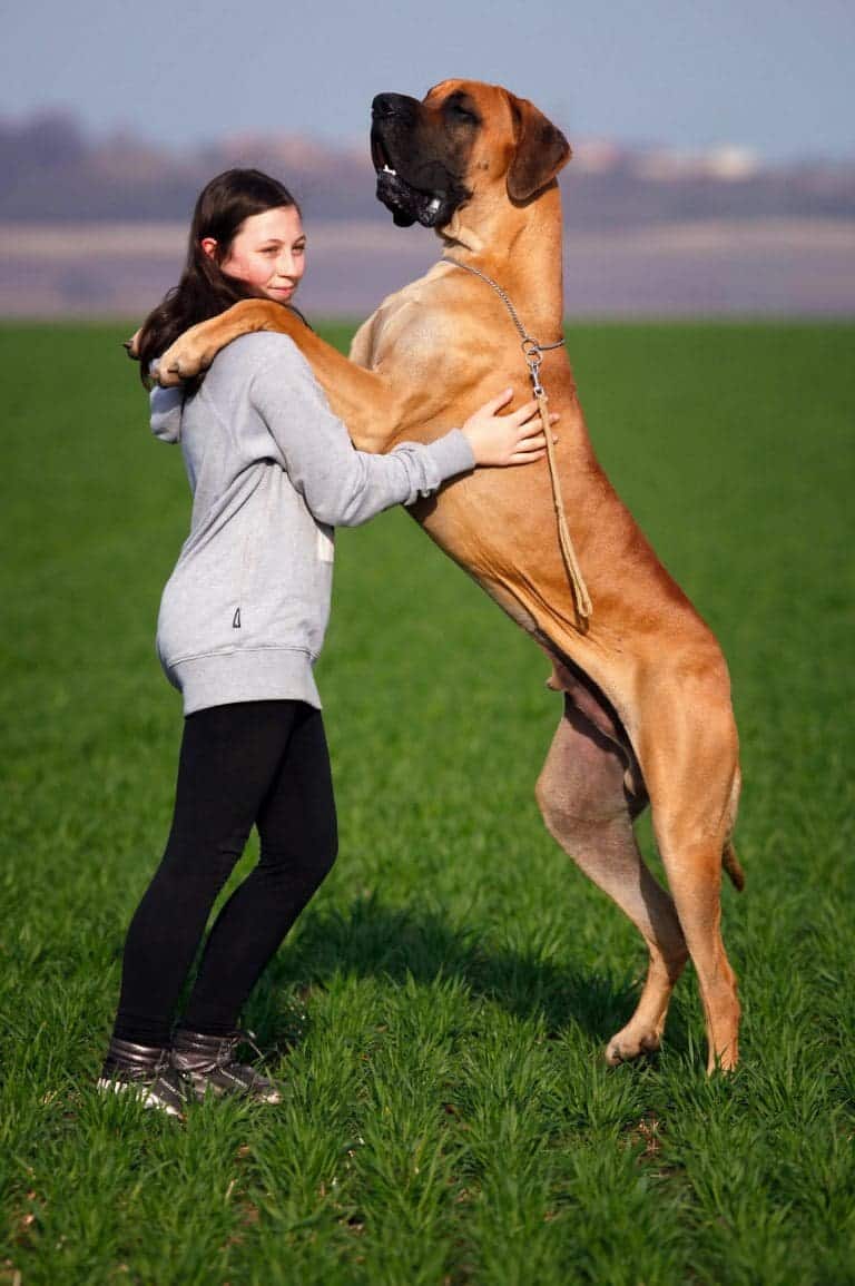 How To Catch A Fake Service Dog?