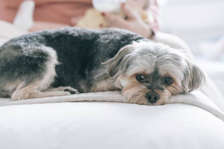 What Is The Most Dangerous Dog In The World?