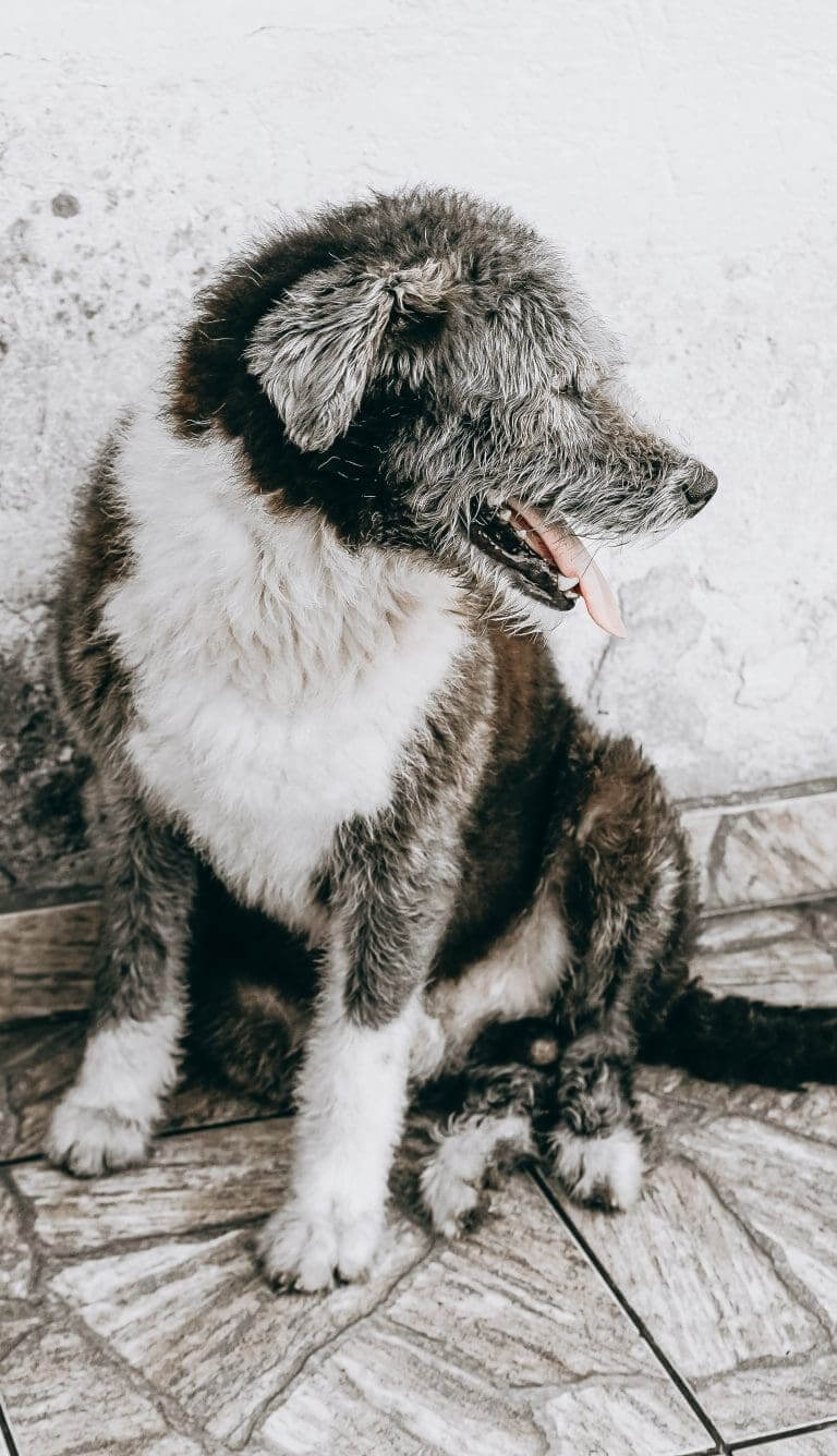 ¿Cuánto pagar a un cuidador de perros durante una semana?
