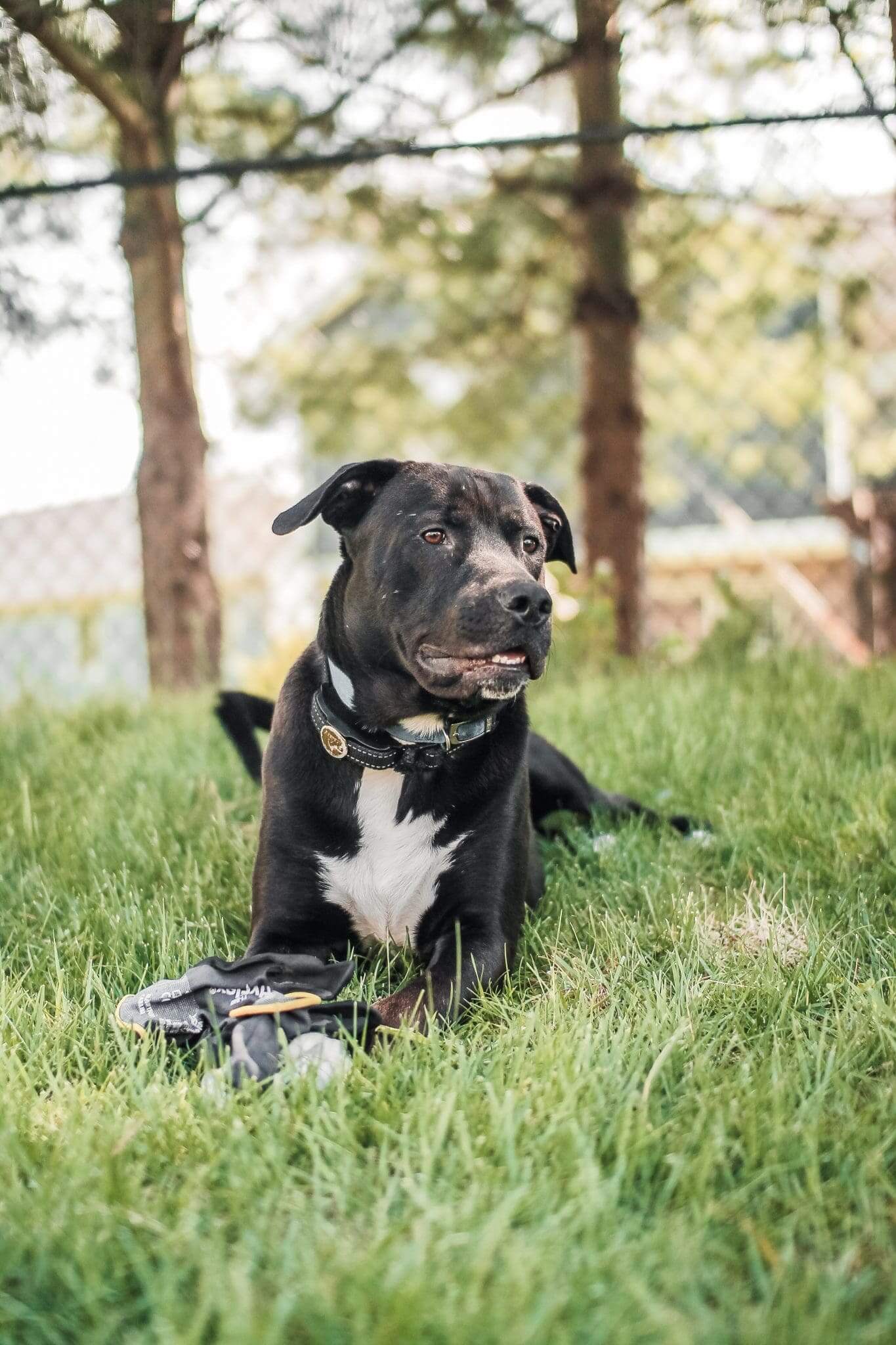 Welches Shampoo für Menschen kann ich für meinen Hund verwenden? - Dogo