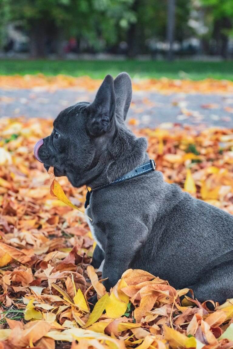 ¿Qué puede hacer que un perro se quede ciego de la noche a la mañana?
