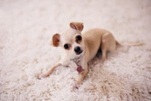 what is the smallest dog breed?