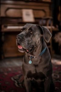 what is a cane corso?
