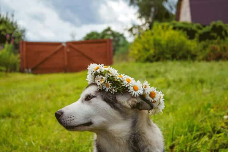 Niest der Hund bei Aufregung?