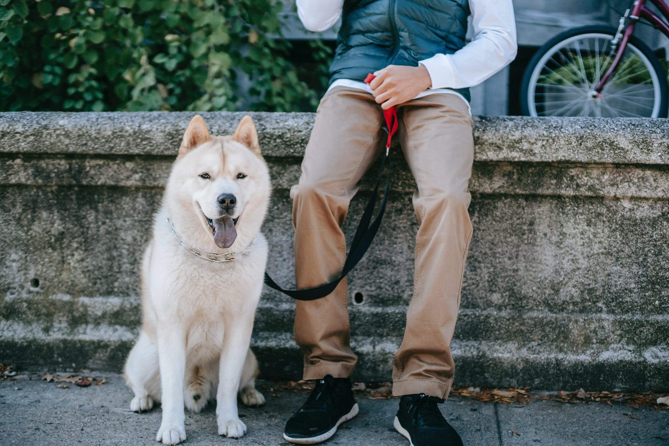 Por que os cães comem seu vômito?