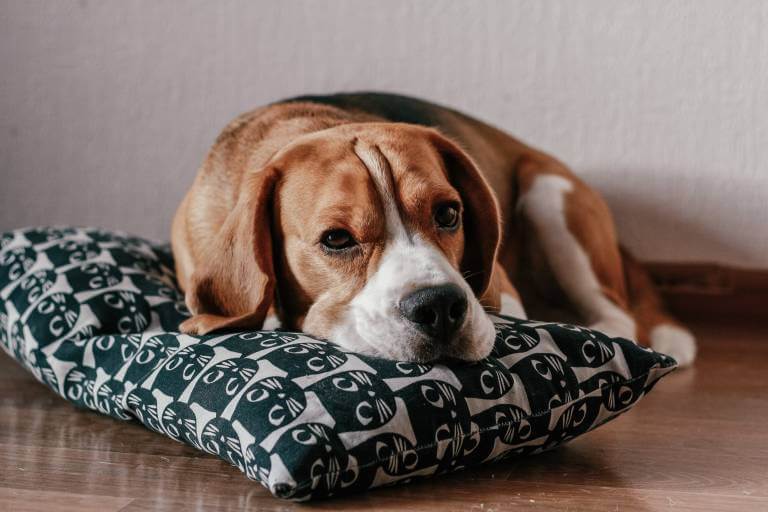 Ile kosztują szczenięta rasy Pitbull?