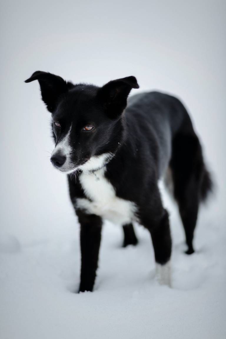 ¿Qué causa el cáncer en los perros?