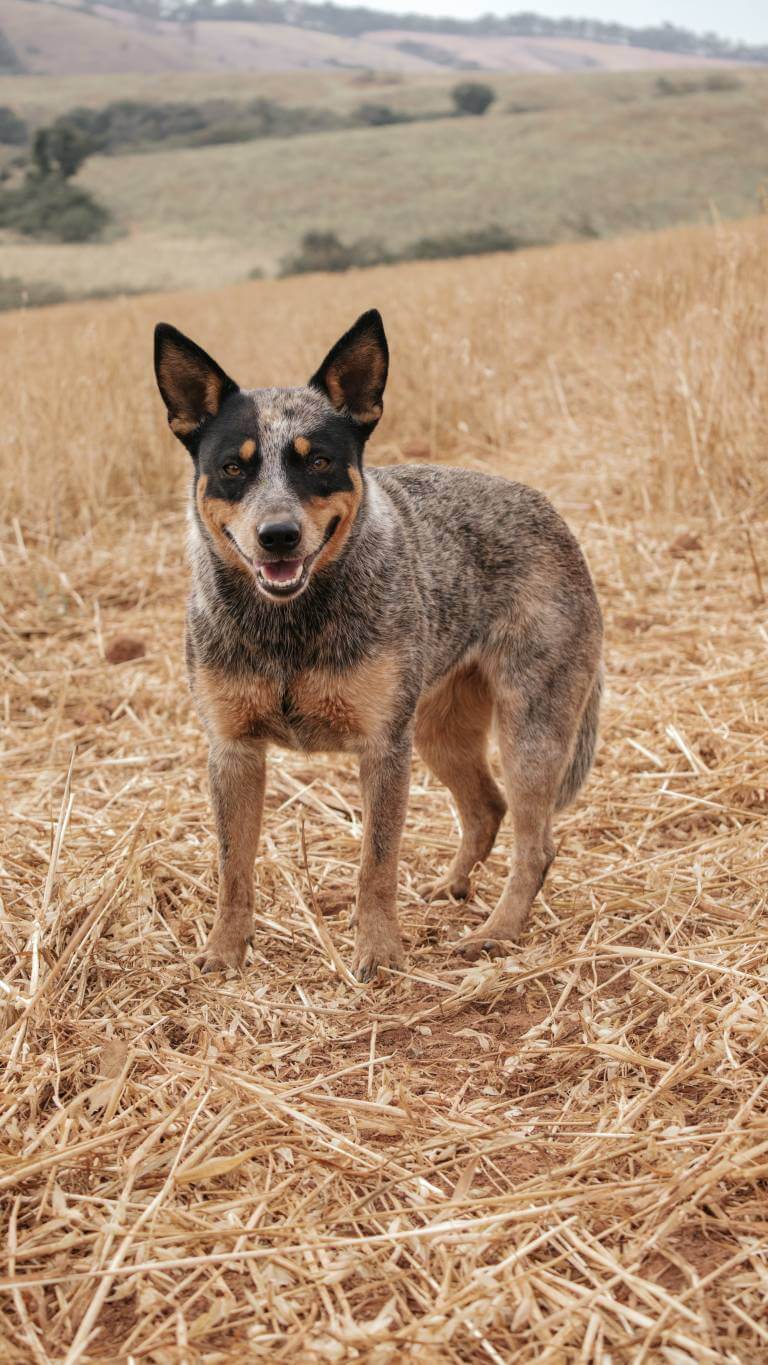 Os cães sabem quando você está grávida?