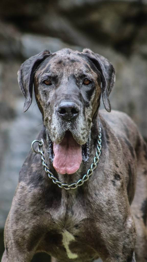 Merle great dane price best sale