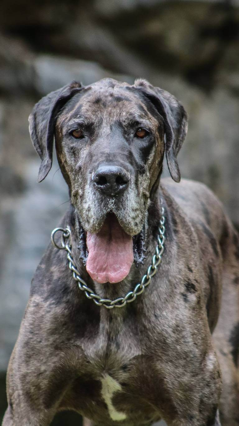 How To Keep Dog Nails Short Without Clipping?
