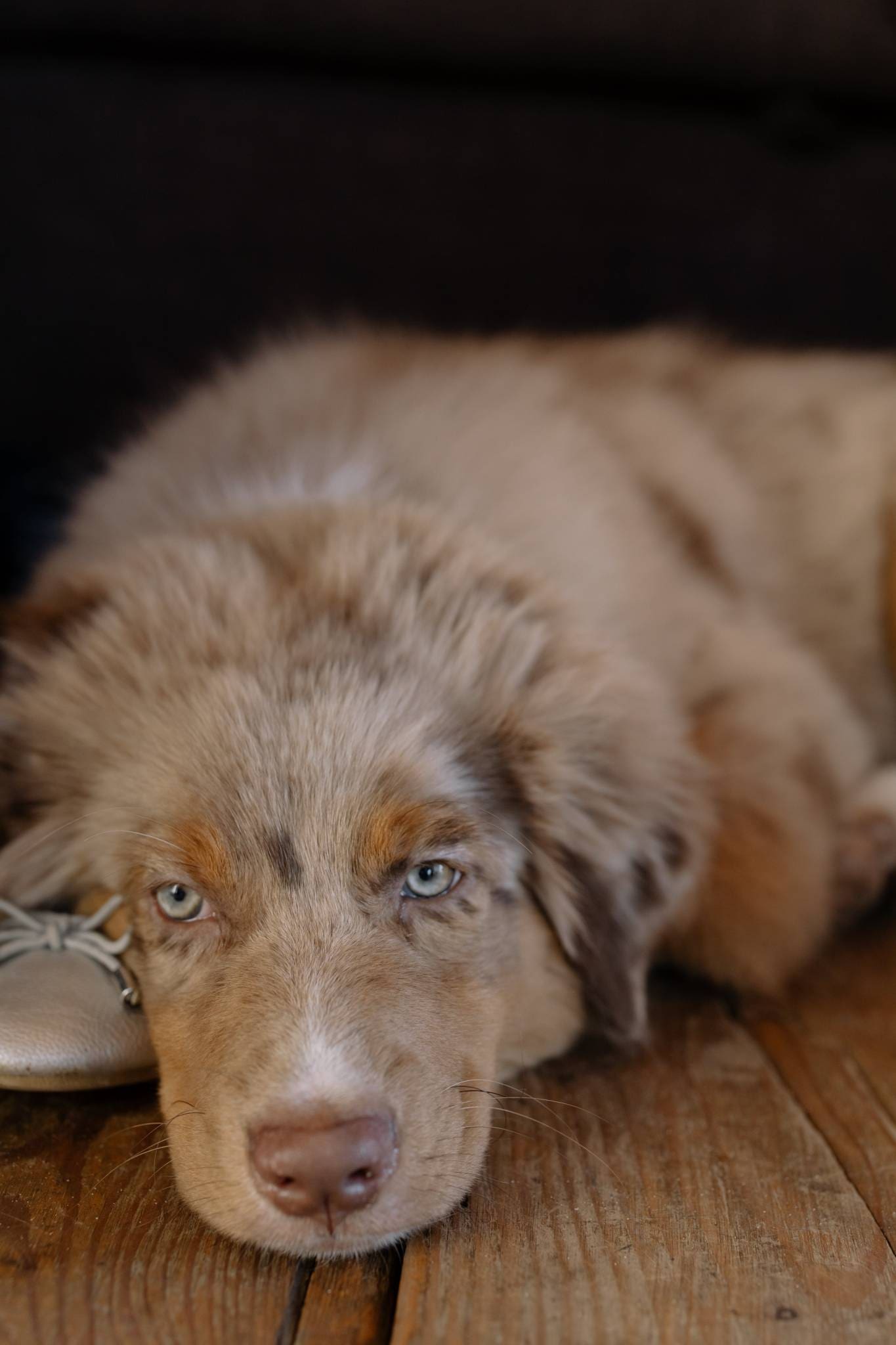 Wie hält man einen Hund vom Kauen auf Holz ab? Dogo