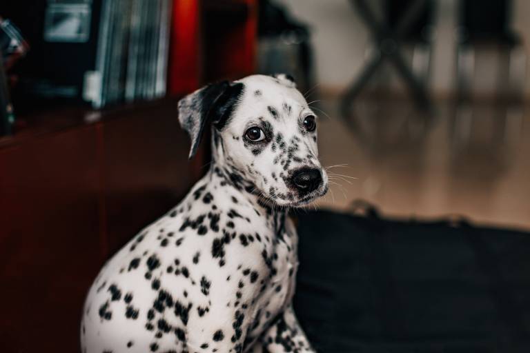 Como saber se a cadela está no cio?