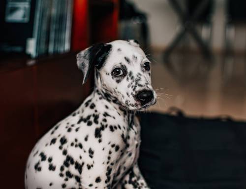 How much do dalmatians cost?