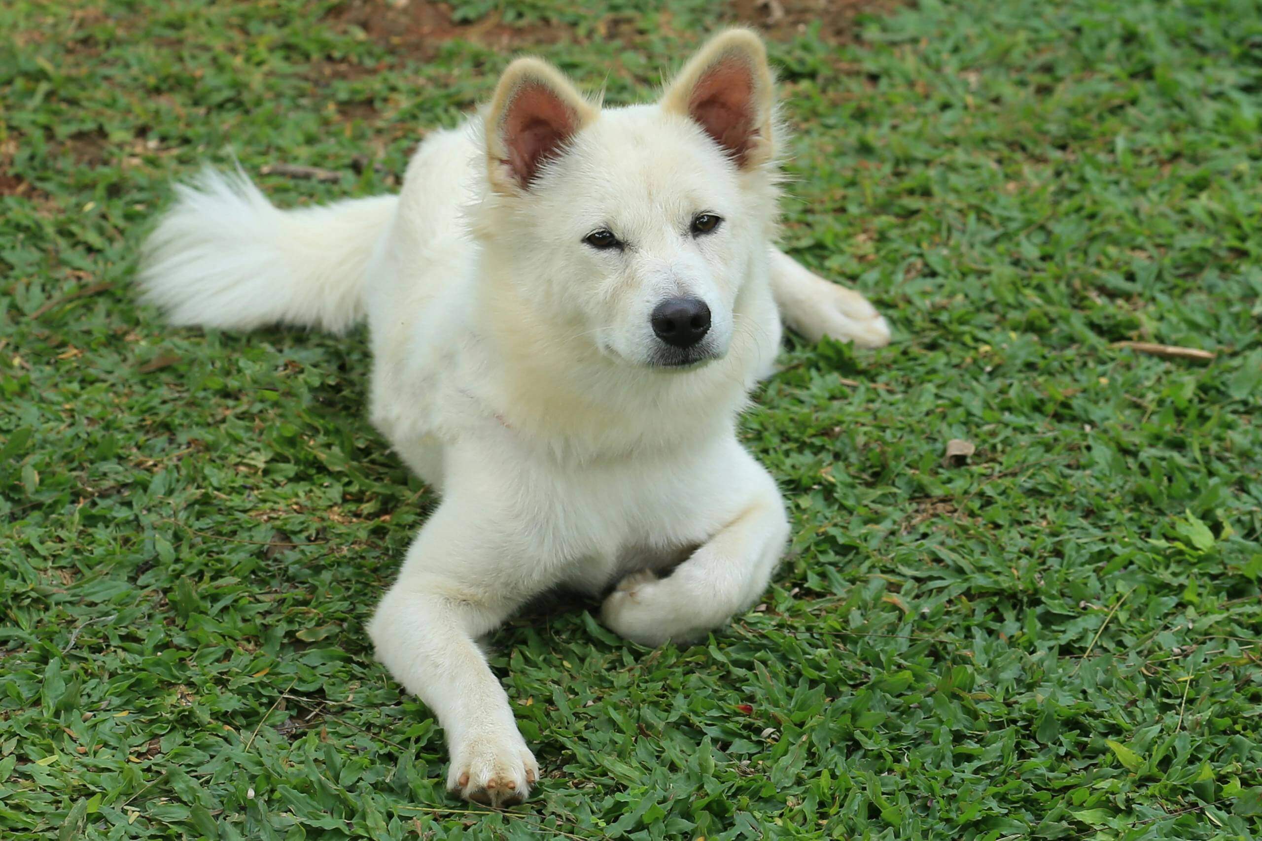 Como fazer com que o cão pare de morder?