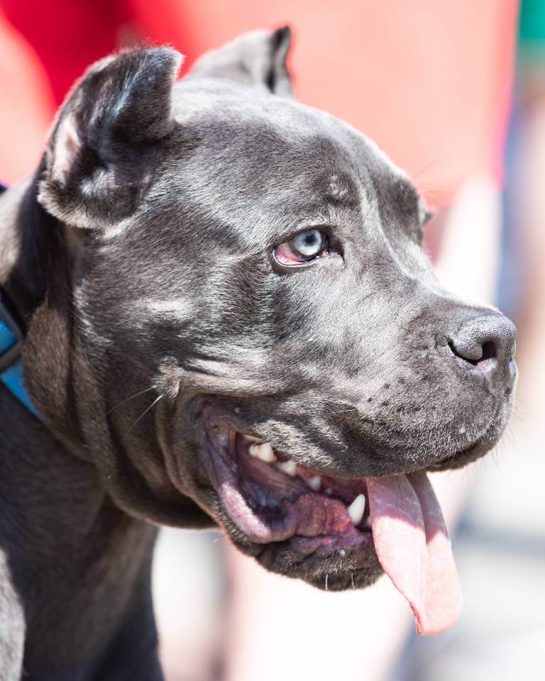 ¿Con qué sueñan los perros?